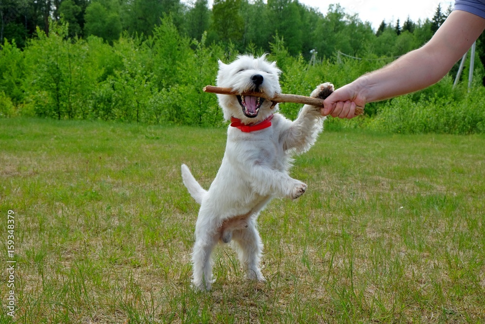 West highland white terrier playing with the stick on the green grass. Summertime. West highland white terrier playing with the stick on the green grass. Summertime.