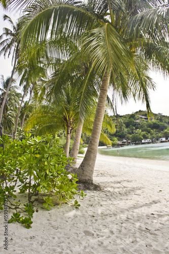 Strand mit Palmen © 36Grad Design