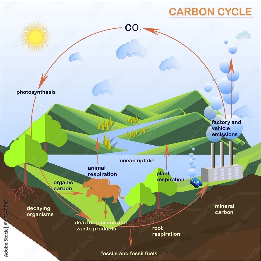 Scheme Of The Carbon Cycle Flats Design Stock Vector Illustration