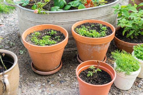 plant pots with different plants in the garden