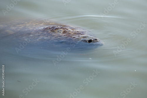 Manatee with nose just above the surface, Merritt Island, Florida. © duke2015