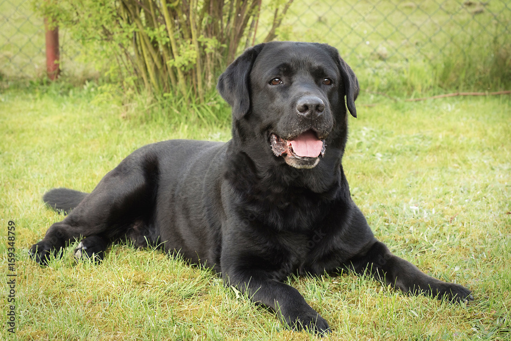 Labrador