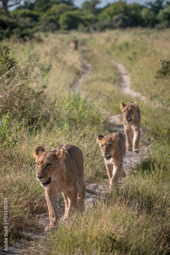 A pride of Lions walking on the road.