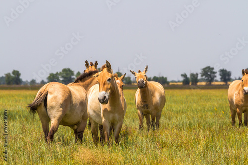 Canvas Print Przewalski's horses in the steppe