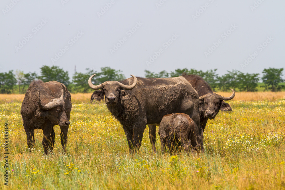 Obraz premium The family of Kafr buffaloes in the steppe looks at the photographer