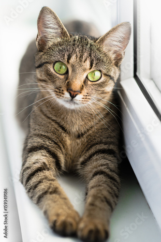 A cat with large green eyes lies on a windowsill. Cat's look