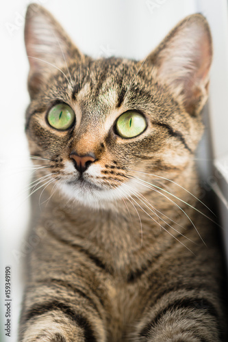 A cat with large green eyes lies on a windowsill. Cat's look © danilishina_30