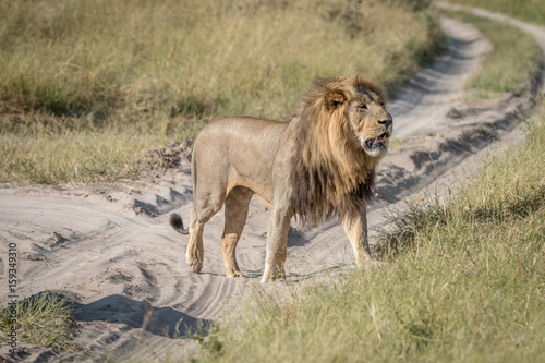 A male Lion walking on the road.