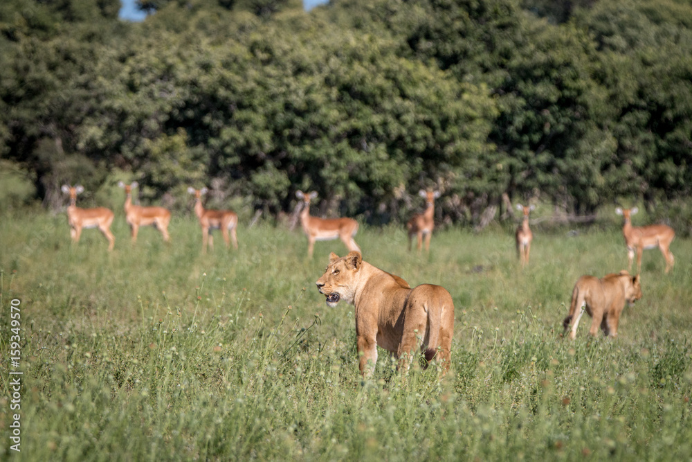 A Lion with Impalas on the background. A Lion with Impalas on the background.