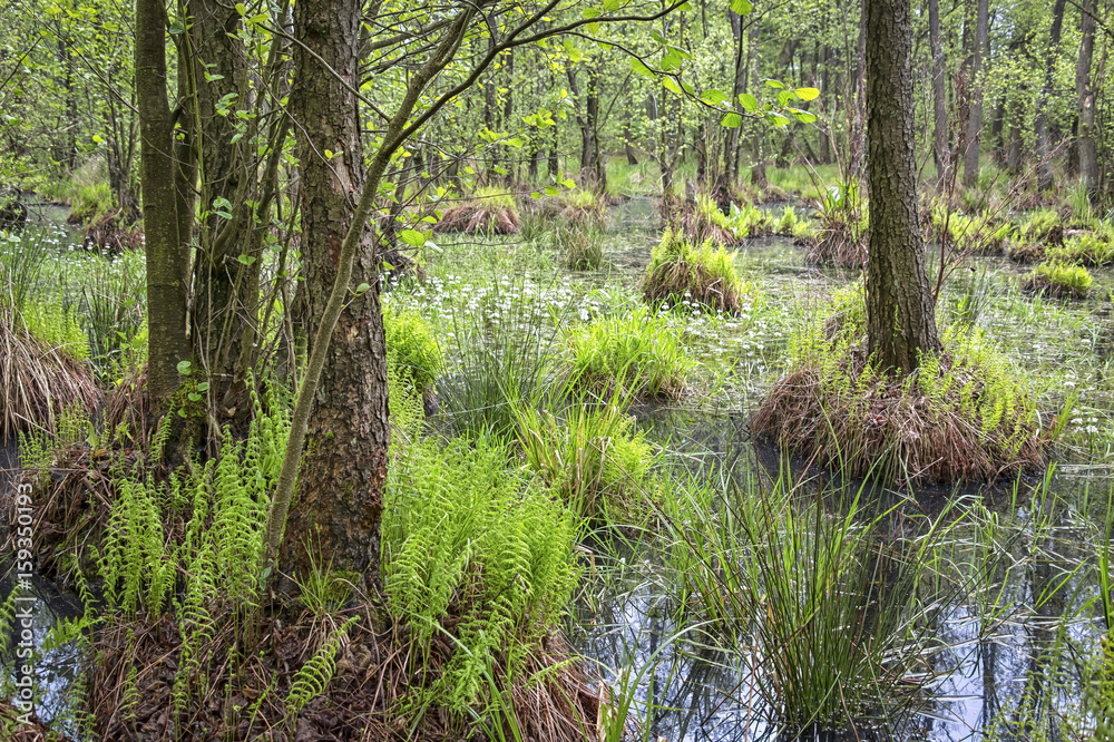 Swamp (or carr) in springtime
