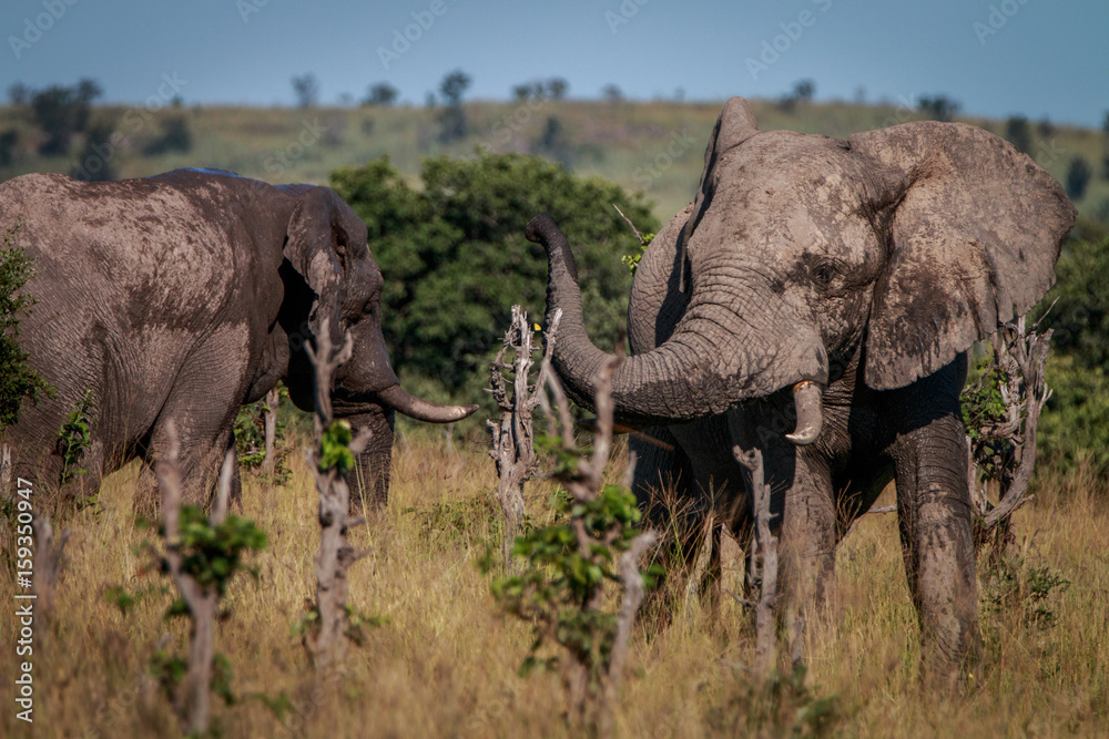 Fototapeta premium An Elephant full of mud smelling around.