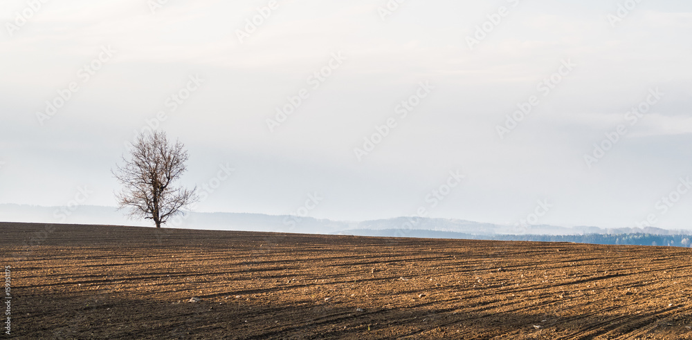 Obraz premium Solitary tree standing on the horizon of a field full of morning sun. Romantic spring landscape with brown soil and mist in the distance.