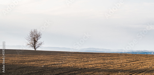 Solitary tree standing on the horizon of a field full of morning sun. Romantic spring landscape with brown soil and mist in the distance.