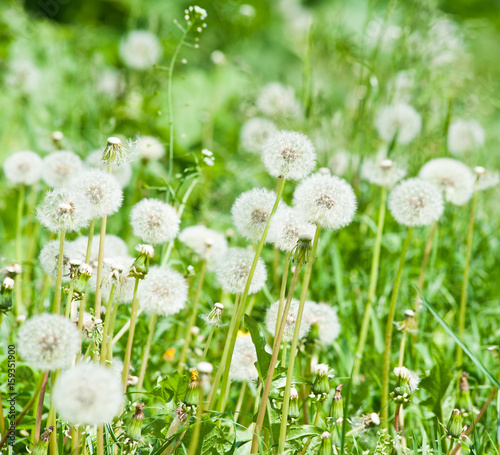 Field of dandelions