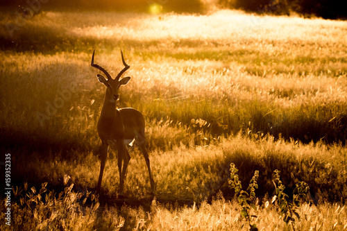 Silhouette of an Impala standing in the grass.