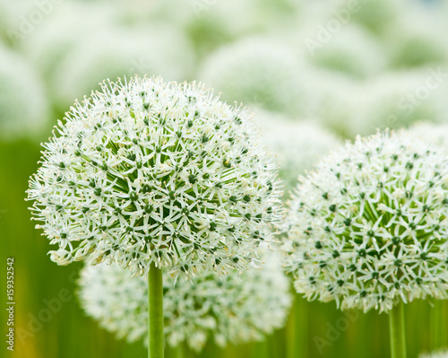 Allium (Mount Everest)