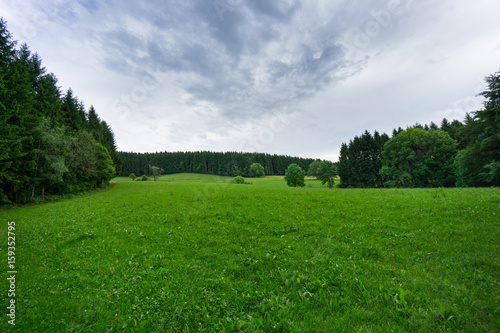 Green grass between black forest trees with upcoming thunderstorm