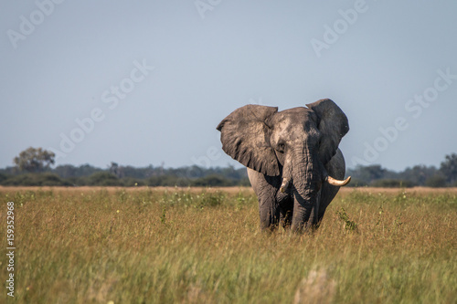 An Elephant walking towards the camera. © simoneemanphoto