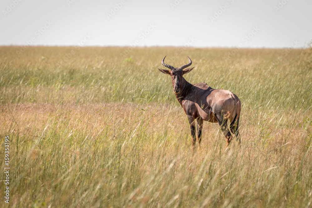 A Red hartebeest standing in the grass. A Red hartebeest standing in the grass.