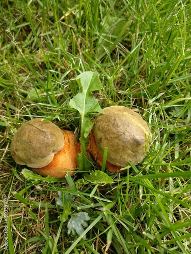 Canvas Print mushrooms - lurid bolete