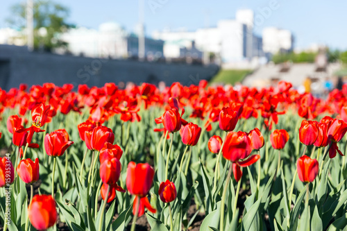Beautiful red tulips on a city street