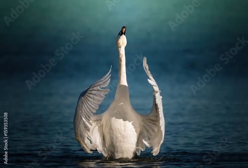 Fototapeta Naklejka Na Ścianę i Meble -  Swan gracefully flapping his wings