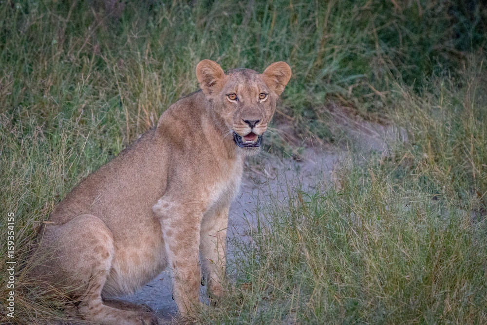 Obraz premium A Lion cub sitting on the road.