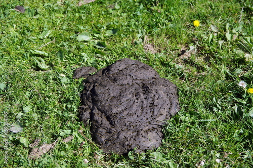 Foto bouse de vache