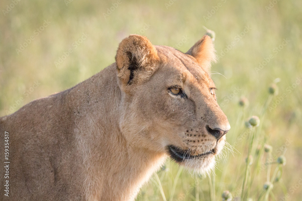 Side profile of a female Lion. Side profile of a female Lion.