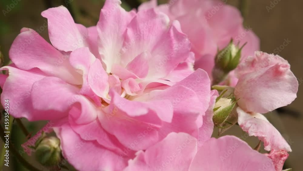 Slow motion pink Rosa plant in the garden shallow DOF 1920X1080 HD footage - Climber Rose woody perennial flower bush slow-mo 1080p FullHD video Slow motion pink Rosa plant in the garden shallow DOF 1920X1080 HD footage - Climber Rose woody perennial flower bush slow-mo 1080p FullHD video