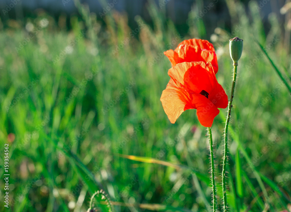 Fototapeta premium Red poppy flower in the field