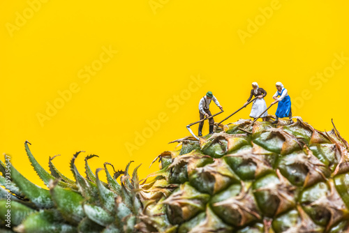 Farmer harvesting a giant pineapple photo