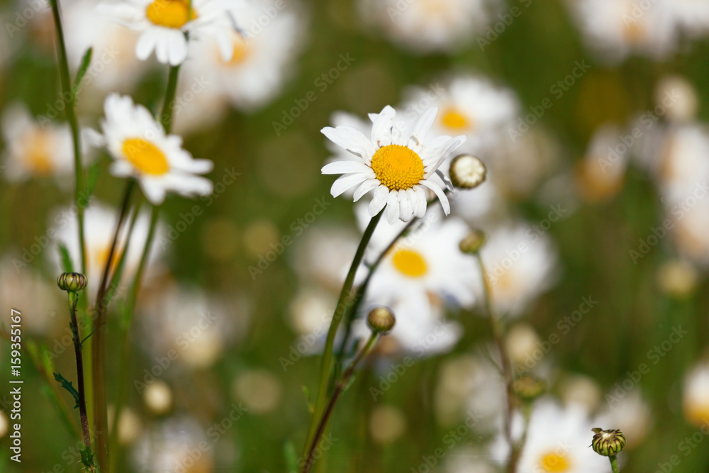 Field of beautiful daisies with the main focus on one daisy and with space for text. Selective focus. Field of beautiful daisies with the main focus on one daisy and with space for text. Selective focus.