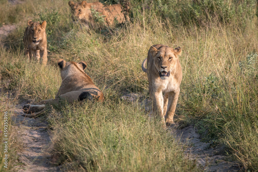 A female Lion walking on the road. A female Lion walking on the road.