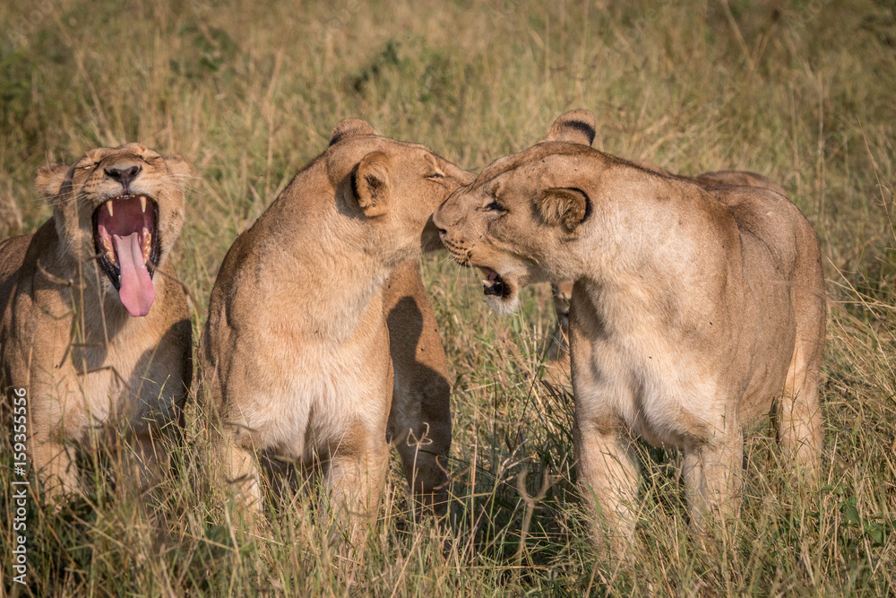 Fototapeta premium Three Lions playing in the grass.