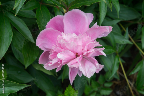 pink peony