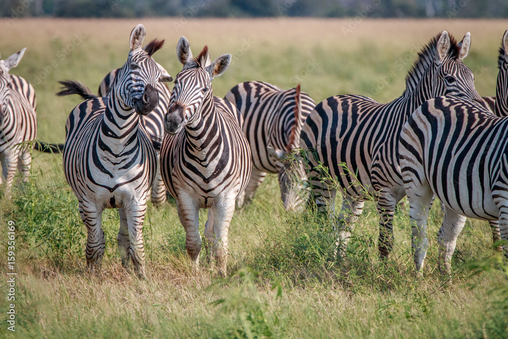 Two Zebras looking at the camera. Two Zebras looking at the camera.