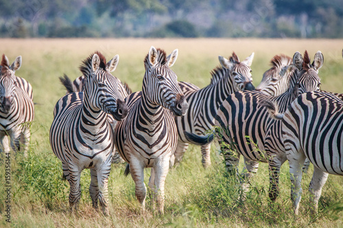 A herd of Zebras standing in the grass.
