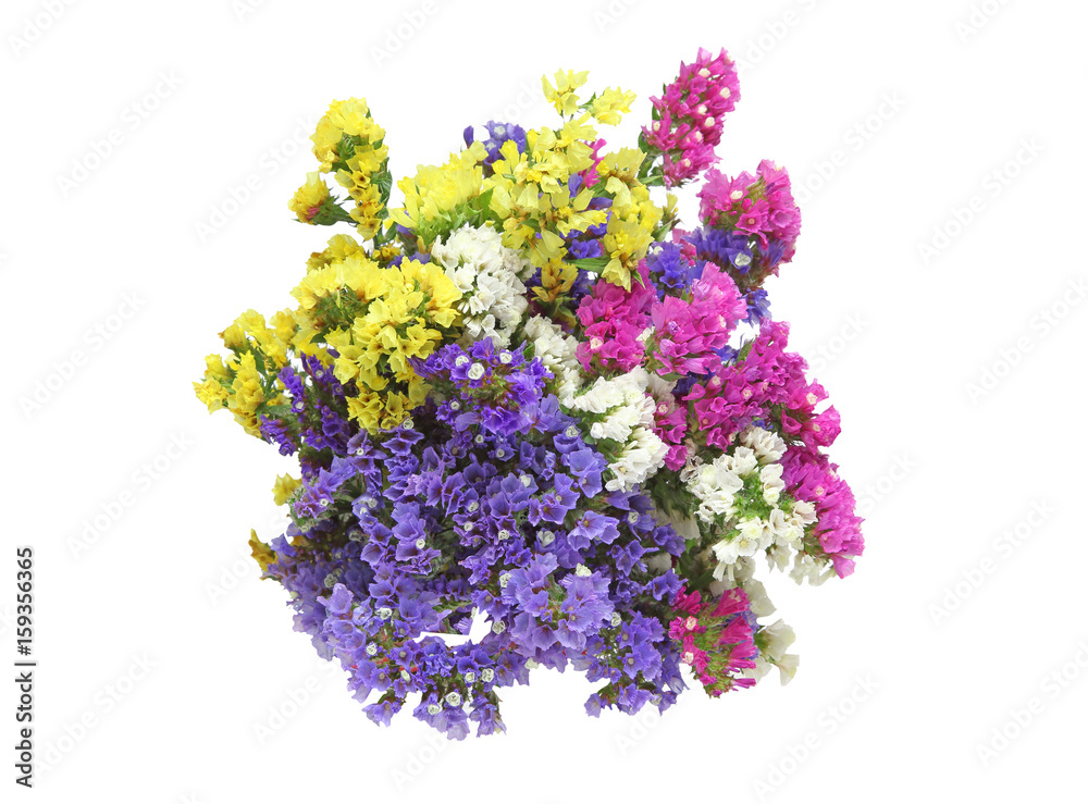 Obraz premium スターチスの花束