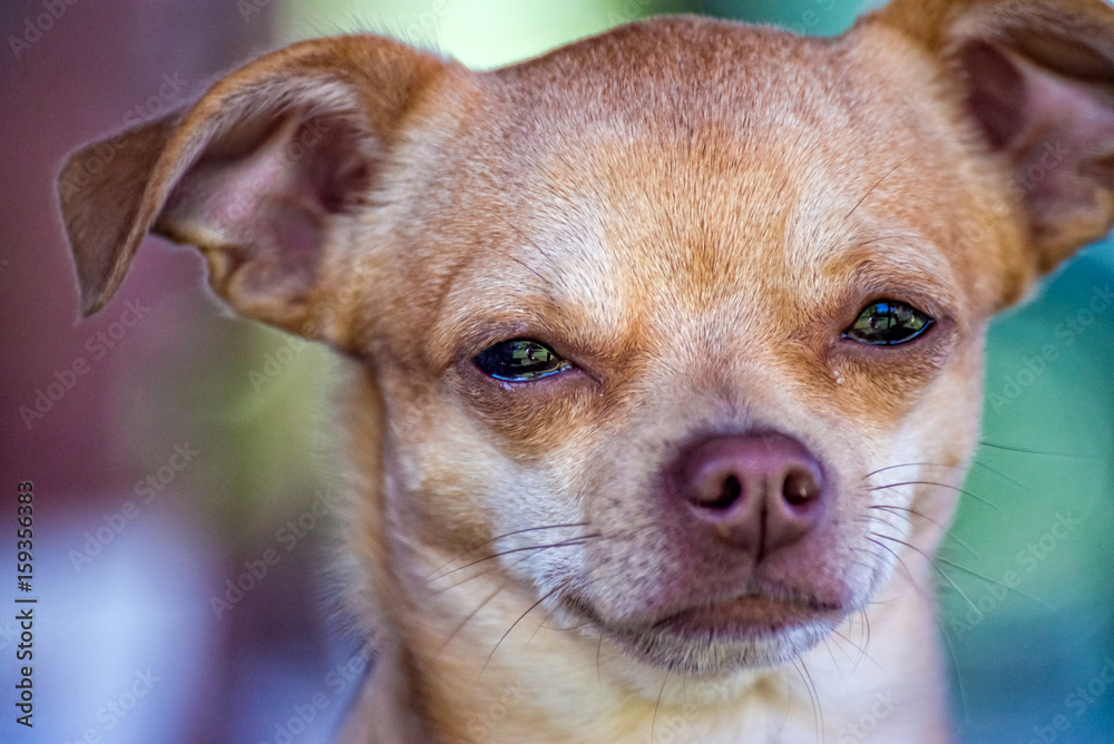 Small and young Chihuahua in the portrait