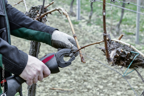 Working in the winegarden. Pruning branches.