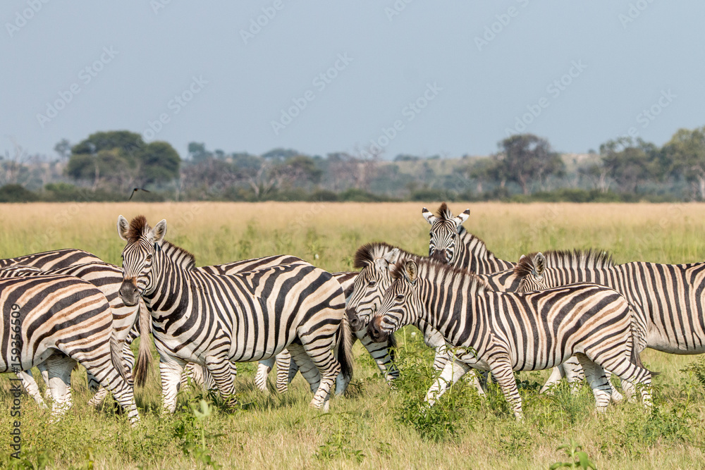 Naklejka premium A herd of Zebras standing in the grass.