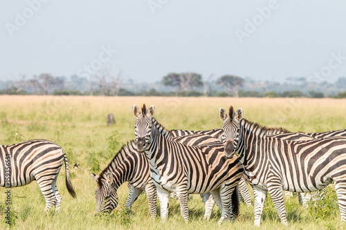 A herd of Zebras standing in the grass.