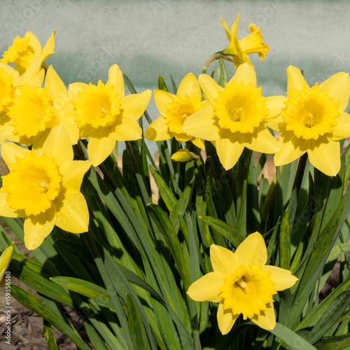 Fototapeta Naklejka Na Ścianę i Meble -  Blühende Narzissen im Sonnenlicht in einem Blumenbeet im Frühjahr
