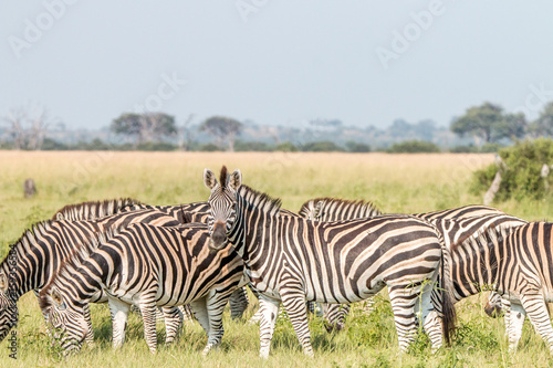 A herd of Zebras standing in the grass.