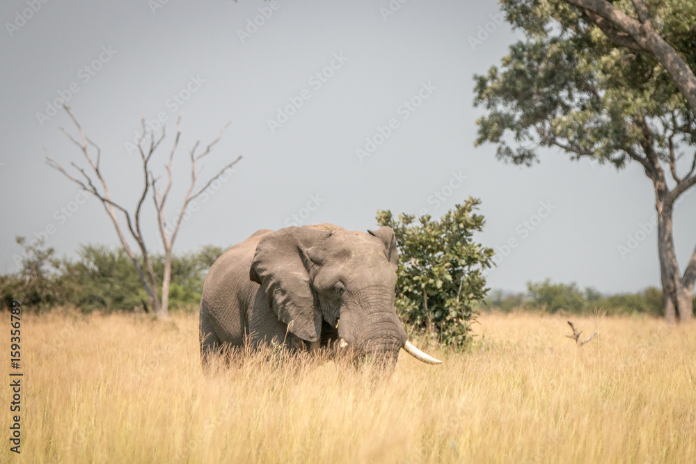 Fototapeta premium An Elephant walking in the grass.