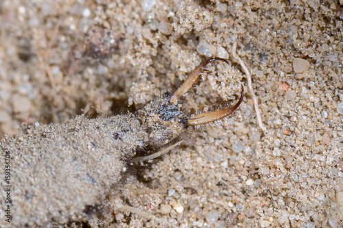 Ameisenlöwe eine Larve der Ameisenjungfer (Euroleon nostras) © mirkograul