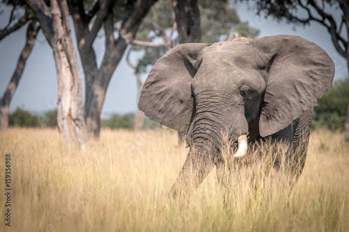 An Elephant walking in the grass.