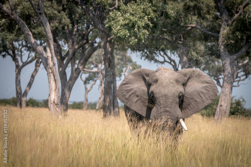 Fototapeta premium An Elephant walking in the grass.