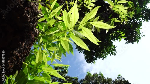 4K mahogany teree leaf green forest photo